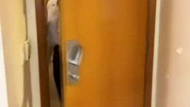 Looking for my new office buddy