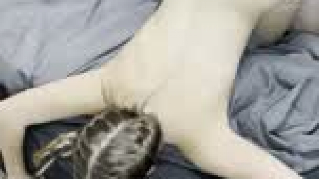 Biting the mattress to keep quiet !