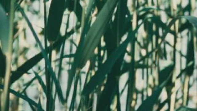 Mariya Semyonova in Peculiarities of the National Fishing (1998)