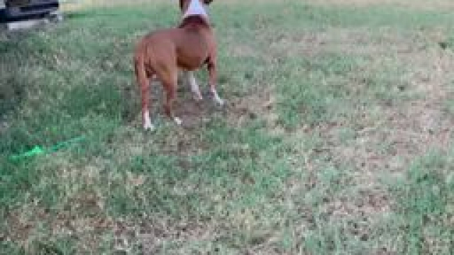 When you're in the middle of having sex and your dogs really have to go outside