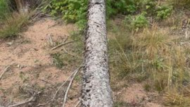 Just my natural boobs naturally hanging out in nature [Gif]