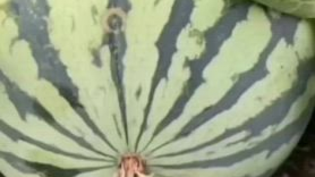 Was that a watermelon