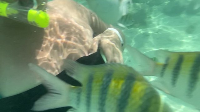 A little snorkeling titties [oc] [gif]