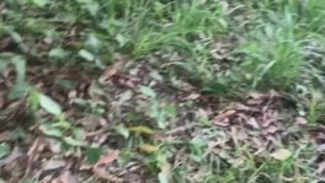 Cum find me in the Forrest