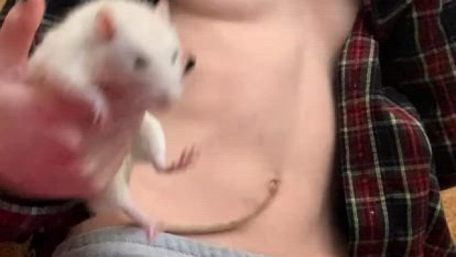 Do you like Rat Dads?