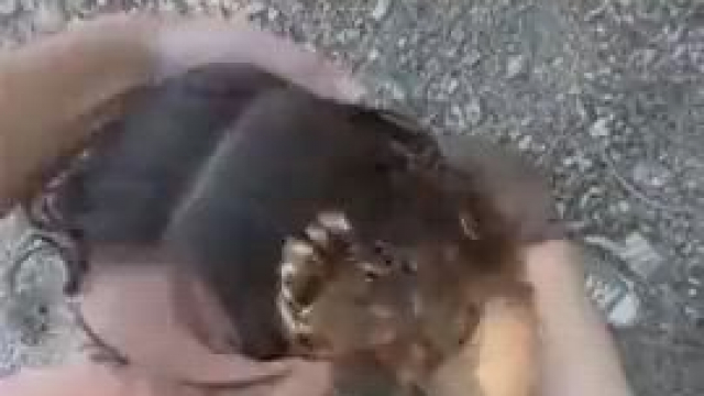 Outdoor deepthroat facial