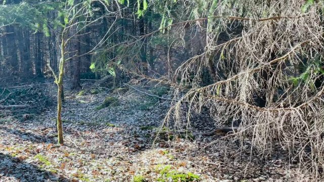 What would you do if you found me in the forest? [gif]