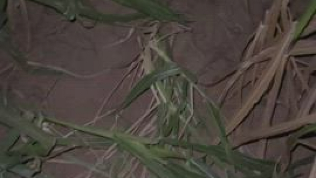 The corn maze is the best place to give head