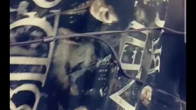 wait for it.....soft melons