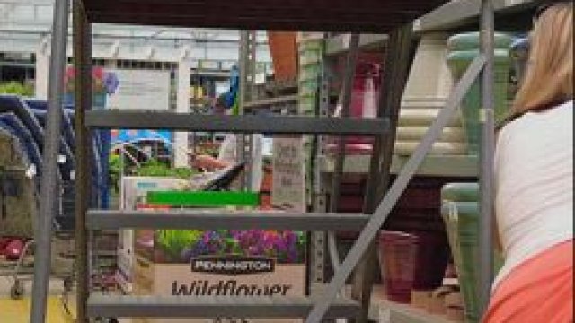 Tulips and roses at Lowe’s [gif]