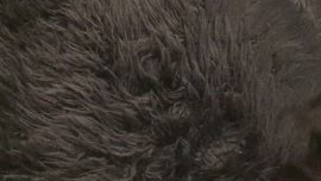 would you fuck me on the carpet?