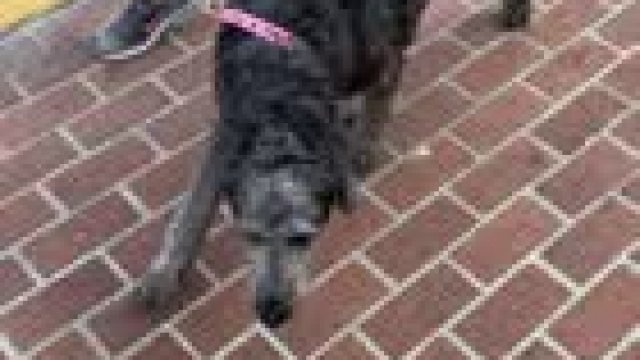 Some flashing on the streets of Key West with a partner (nsfw)