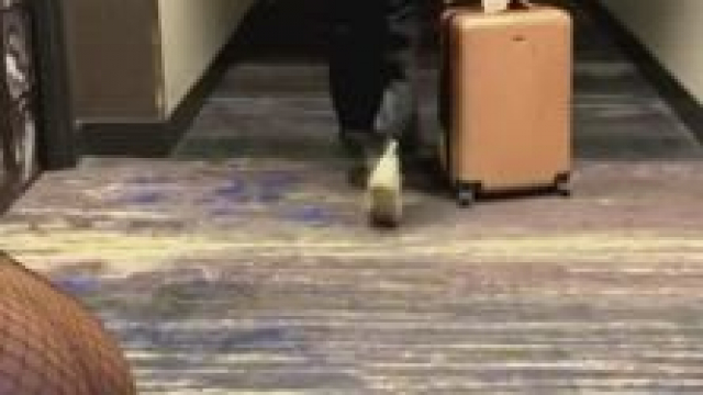 Pornstar squirting in public hotel hallway