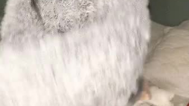 promess her asian face + latina booty can drain your balls in seconds