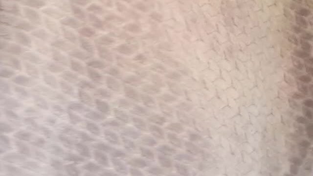 (5ft.) Slightly chubby art major, is my ass breedable?