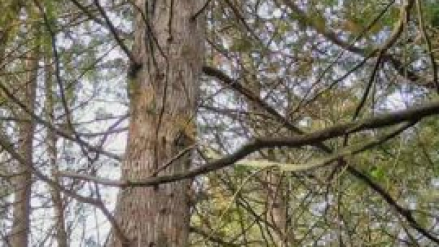 Butt plugs are more fun when you can show them off in public