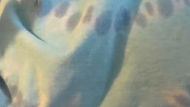 Come and fill my worthless N*gger holes