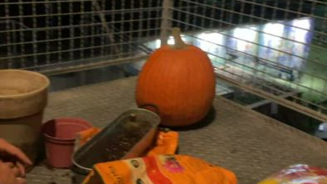 Trying to Win Over the Neighbors