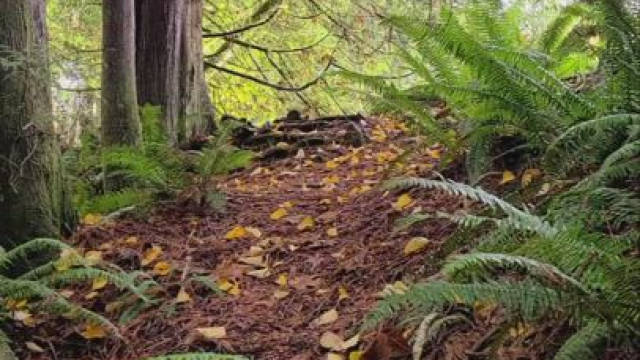 Are you walking behind or in front