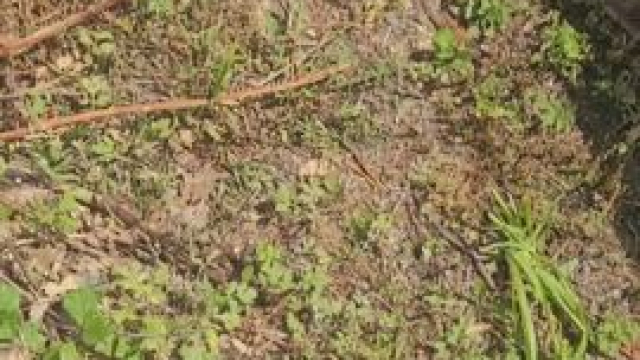 She is very interested in her garden