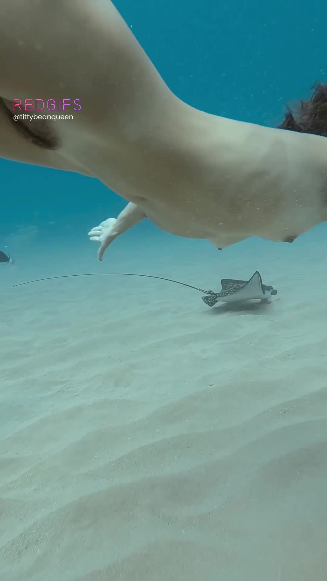 Beautiful dive with an Eagle ray!