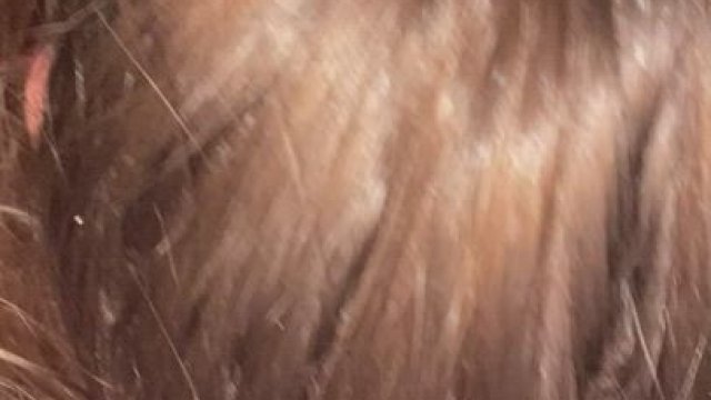 I like slobbering all over this dick (mf)