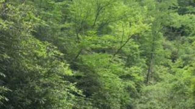 Dancing with butterflies. Lure them with boot sweat...